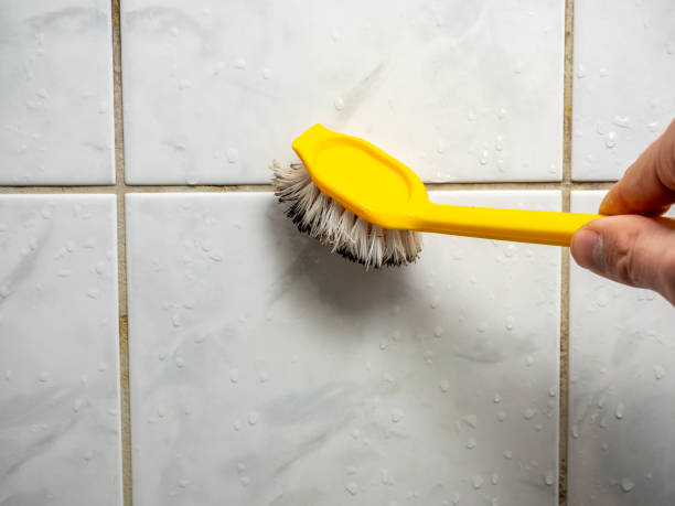 Best Toxic Mold Removal  in Oakmont, PA