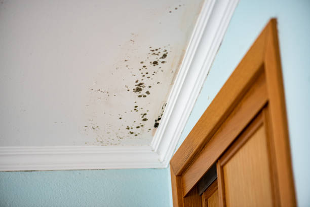 Best Commercial Mold Removal  in Oakmont, PA