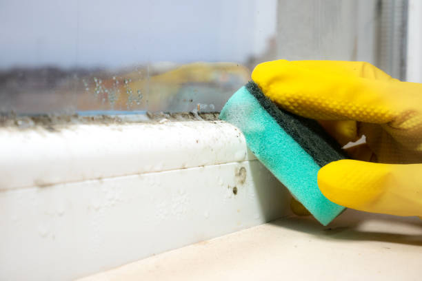 Office Mold Removal Services in Oakmont, PA