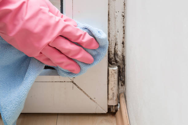Certified Mold Removal in Oakmont, PA